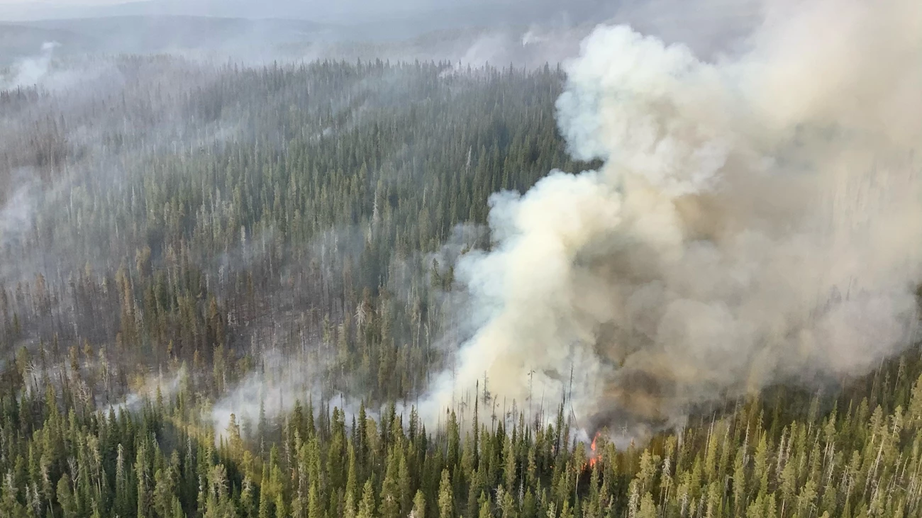 Lone Star Fire Smoke rising between stands of trees