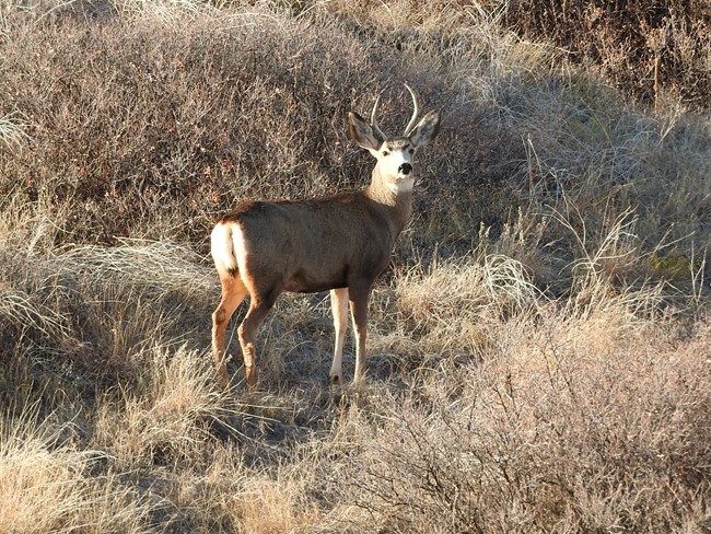 A mule deer buck, with its distinctive antlers stands among grasses and other vegetation.