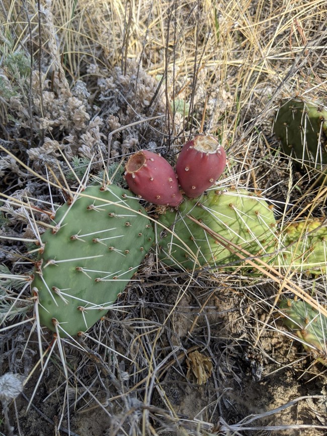 Red fruits attached to the pads of cactus plants.