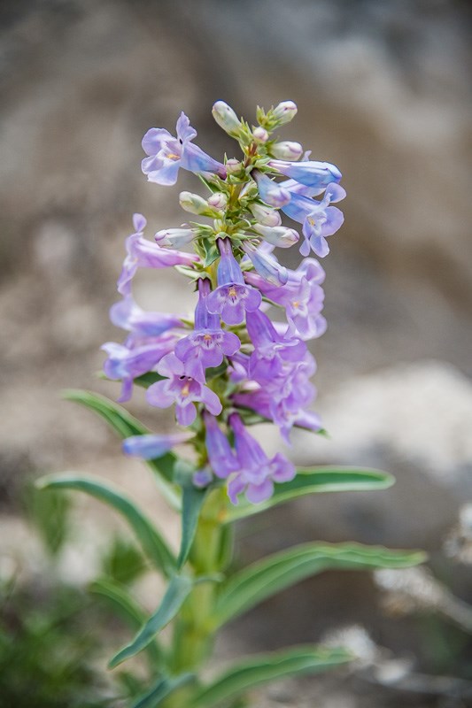 Purple Penstemon