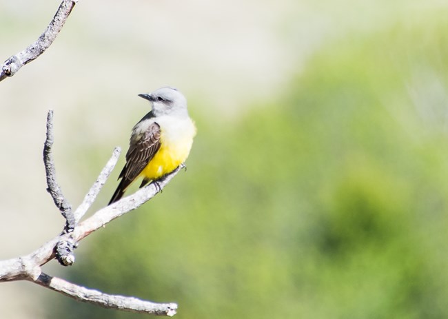 Western Kingbird A small bird is perched on a bare tree branch.