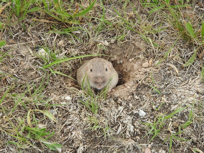 A plains pocket gopher peers out of its burrow.