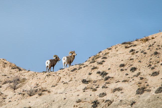 A pair of bighorn sheep stand at the top of a rocky ridge.