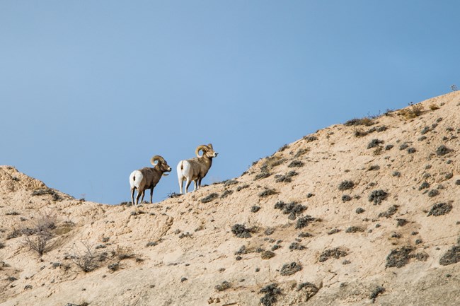 Bighorn Sheep Pair A pair of bighorn sheep stand at the top of a rocky ridge.