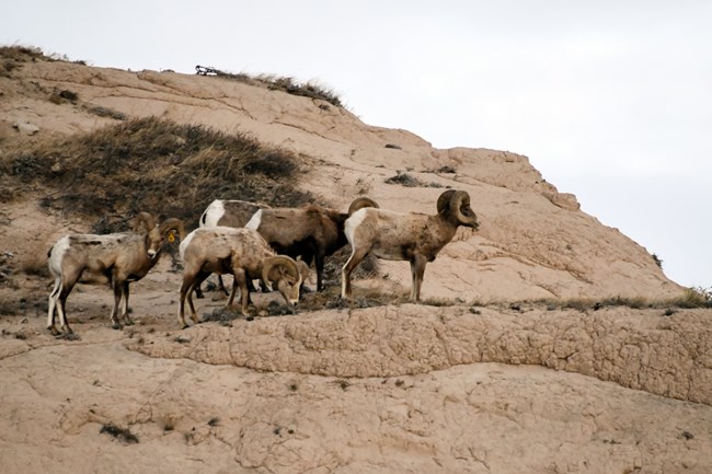 A herd of bighorn sheep grazes on a steep hillside.