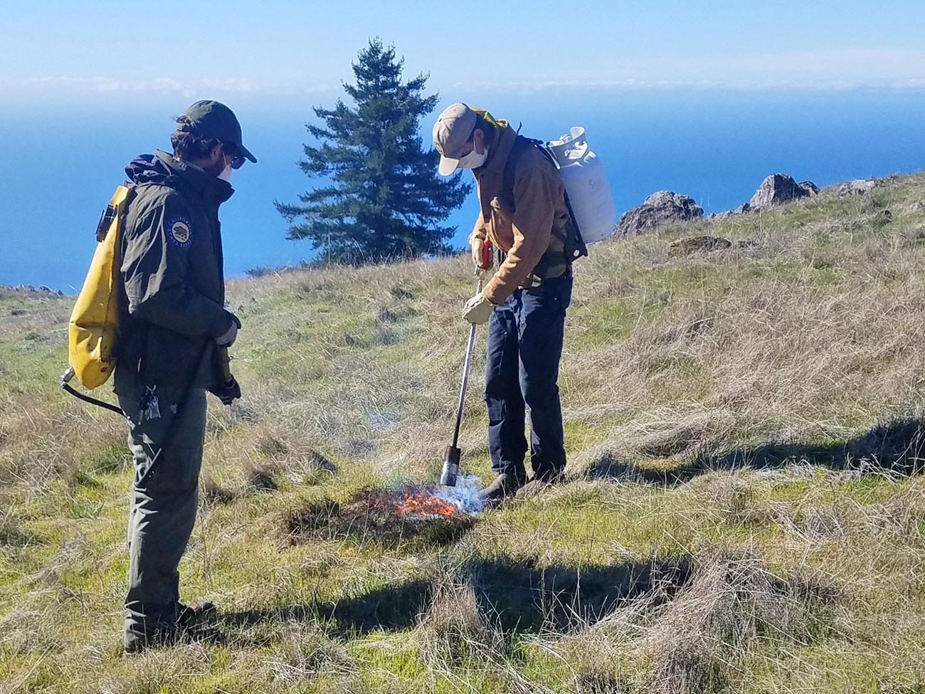 Removing goatgrass on Bolinas Ridge Two people focus their attention on an invasive plant high up on a grassy ridge overlooking the ocean. One uses a torch to burn it.