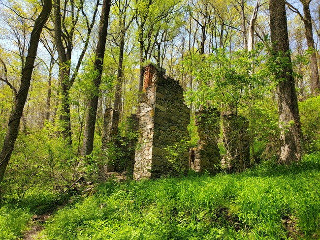 The ruins of a 1800s era house in a forested area.