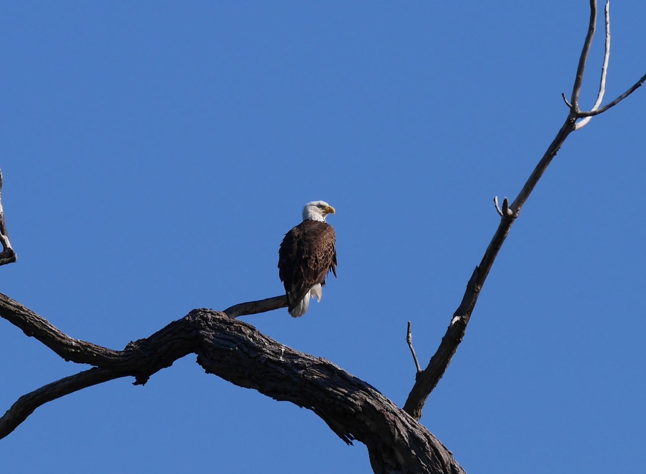 American Bald Eagle at Hains Point