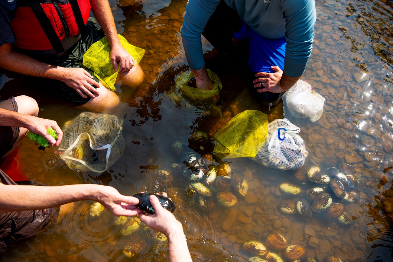 Close up of three people kneeling in shallow water with a rocky bottom. In their hands are white and yellow mesh zip bags which they are filling with mussels.
