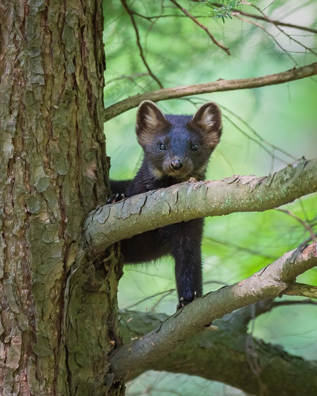 Marten on a branch behind a tree trunk.