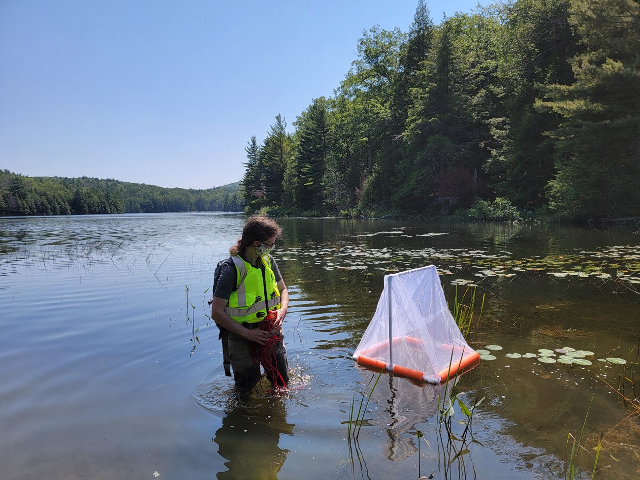 Invasive Fish Research at Acadia person stands knee deep in lake next to net