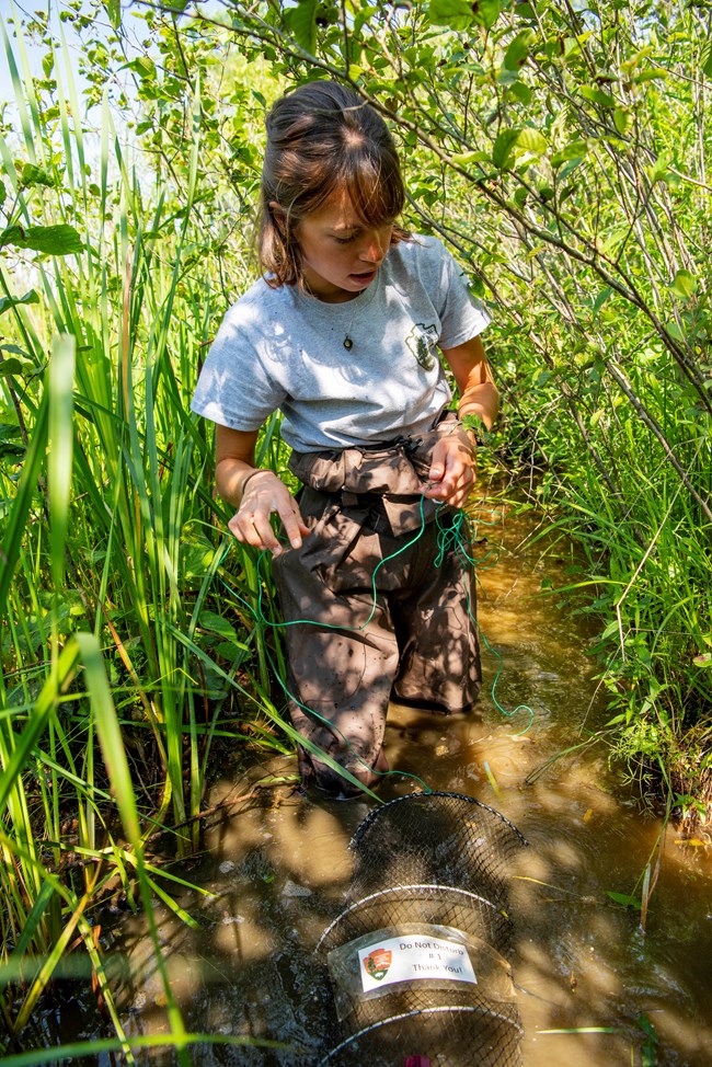 20212306_BeaverMarsh_TurtleTrap-3 A woman with brown hair stands in murky water surrounded by plants, wearing brown waders and a gray National Park Service shirt; an accordion-shaped net sits in the water.