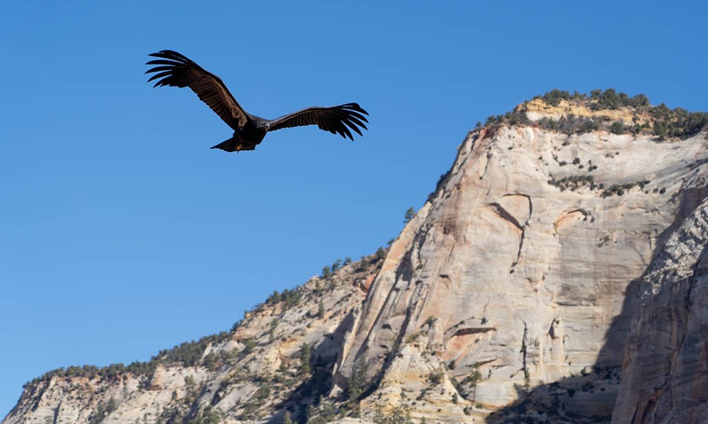 A young condor soaring by sandstone cliffs in Zion National Park.
