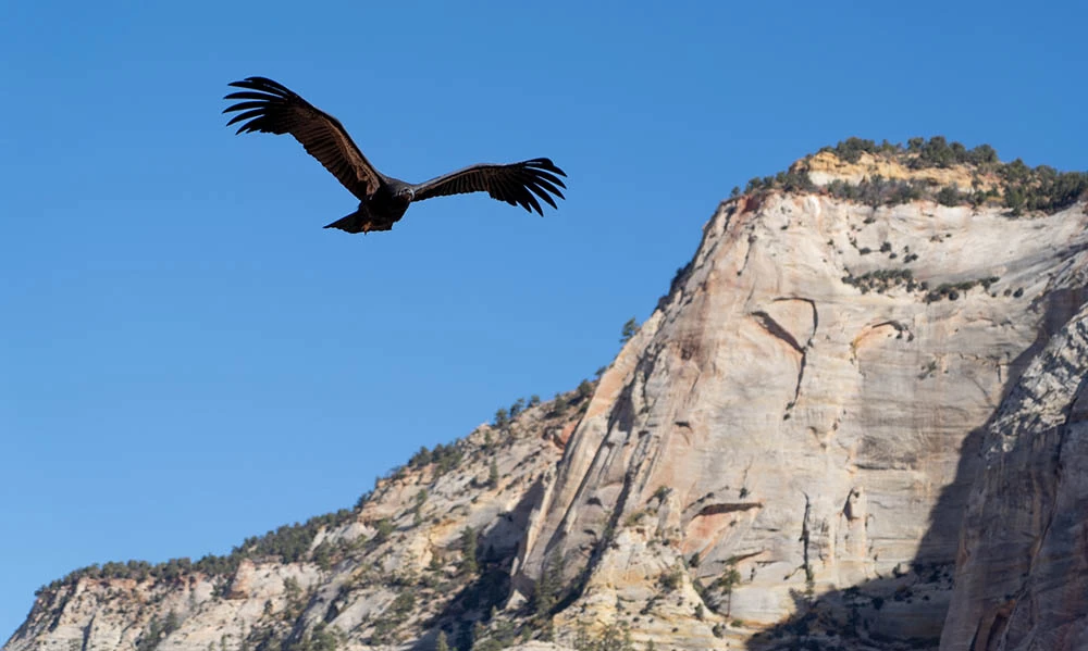2021Nov_Angels_Condor1111s A young condor soaring by sandstone cliffs in Zion National Park.