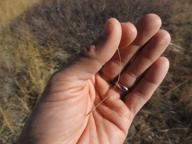 A hand holds a seed.