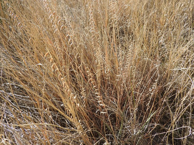 A clump of tan grass.