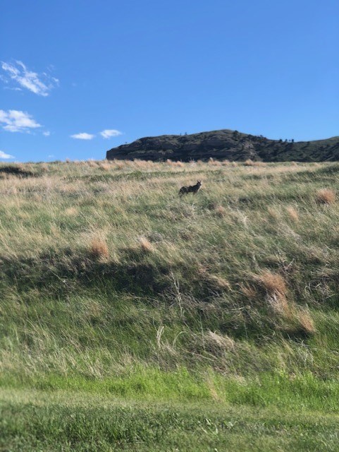 Coyote standing in a field