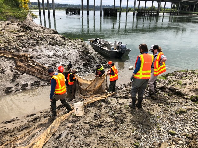 2021_Tulalip Counting Fish People in high-visibility vests stand along the banks and use a large net to catch and count fish on a tributary to an ocean inlet.