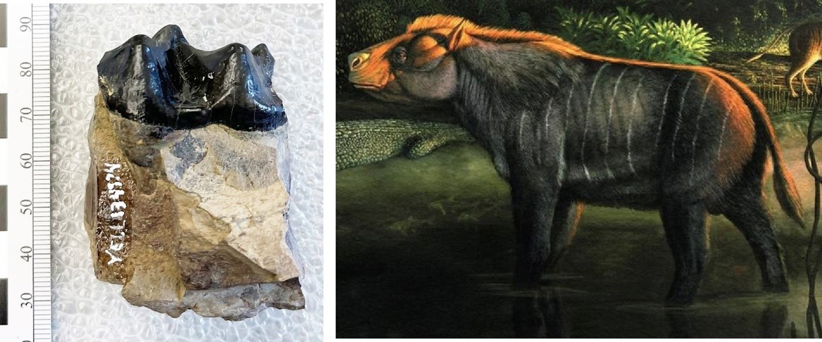 two photos: left is a fossil tooth and right is an artist's rendering of a prehistoric tapir-sized animal
