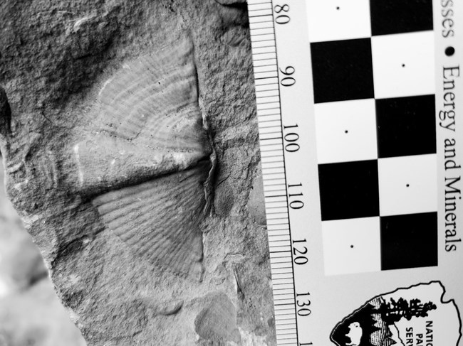 brachiopod shell fossil