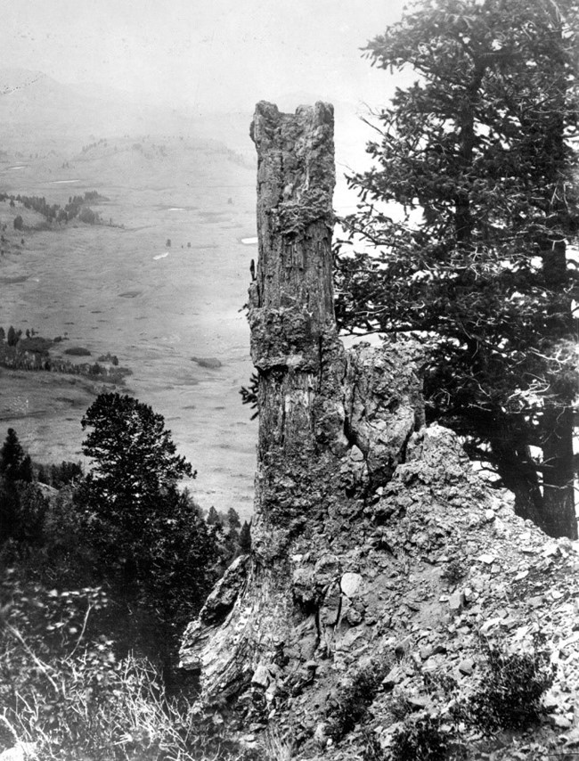 black and white photo of a standing petrified tree