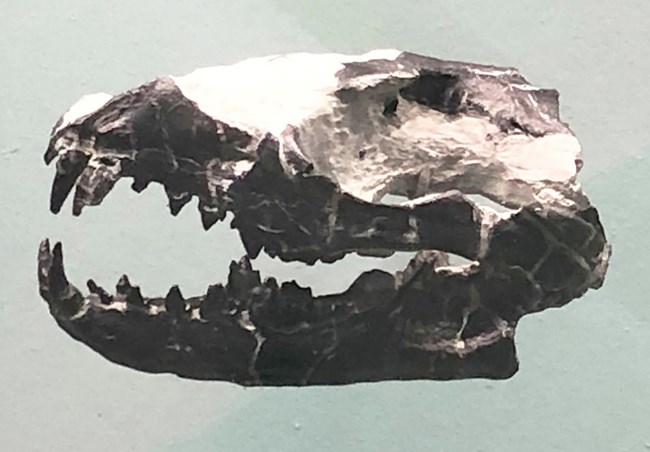 fossil skull with sharp teeth