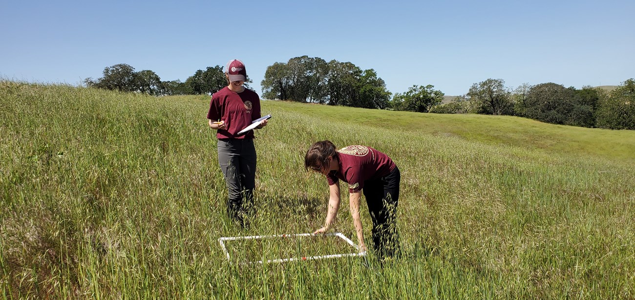 Interns on Mt Wanda Two young people in maroon American Conservation Experience shirts on a rolling grassy mountainside. One records data as the other looks down at plants inside a rectangular plot made of white PVC piping.