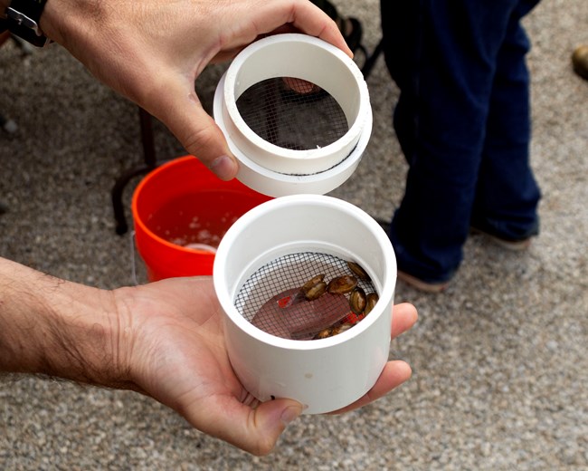 Closeup photo of an open chamber made of PVC in the palm of a hand. 8 Mussels are inside the chamber, mesh covers the top and bottom of the chamber.