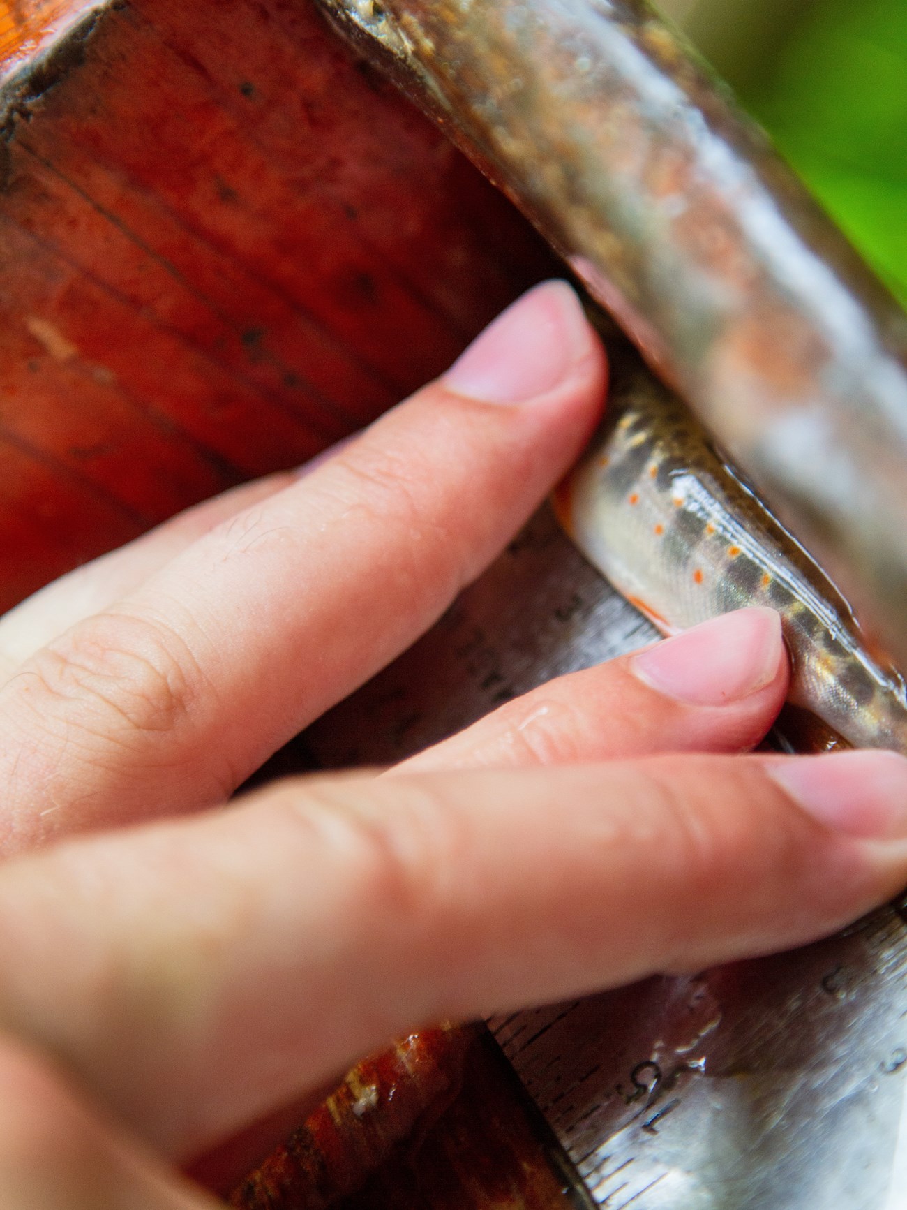 Measuring a fish Fingers gingerly hold a small brook trout against a ruler to measure it.