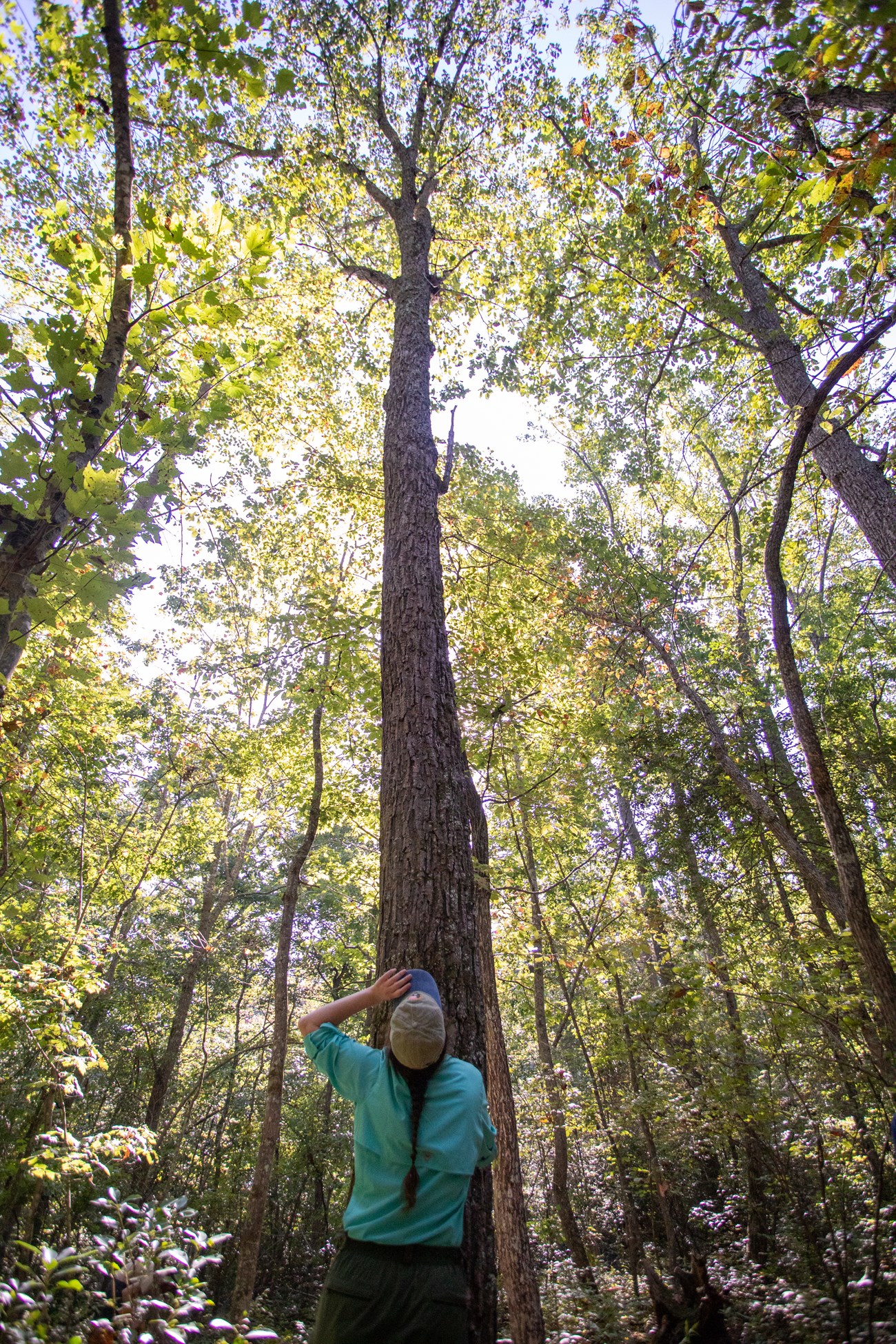 Bio tech gazes up into sunlit canopy Bio tech gazes up into sunlit canopy