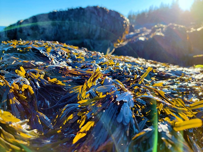 Close-up of mounds of green-brown algae, some of it glowing in the early morning sun rising over the evergreen trees out of focus in the distance. Lens flares arc across the image