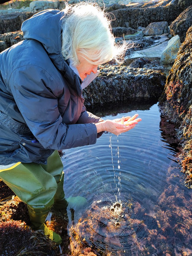 Woman in green hip boots and a warm coat standing in a tidepool, backlit by early morning sunlight. She's just scooped something out with both hands. Water is dripping down from her hands forms concentric circles across the surface of the tidepool.