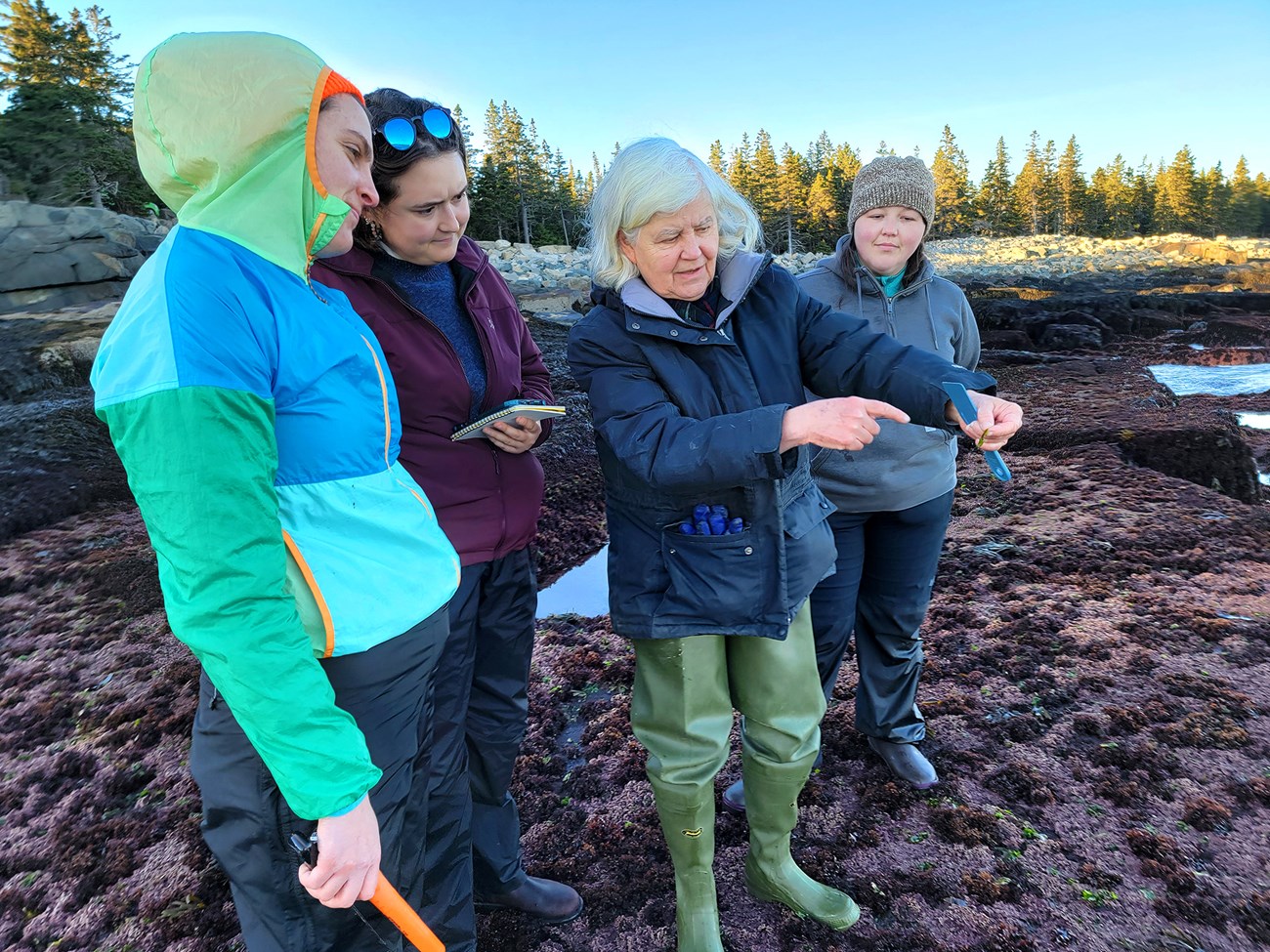 Three younger women stand on a pink and red algae-covered rocky shelf, around an older woman, who is holding up a small piece of algae in one hand and pointing at part of it with the other.