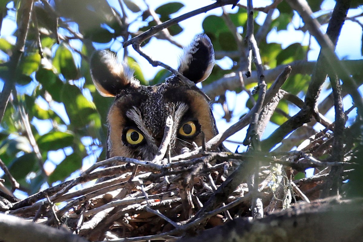 Long-eared owl adult Owl with large ear tufts, a narrow face, and bright yellow eyes peers down at the camera from atop a stick nest, beneath a leafy canopy.