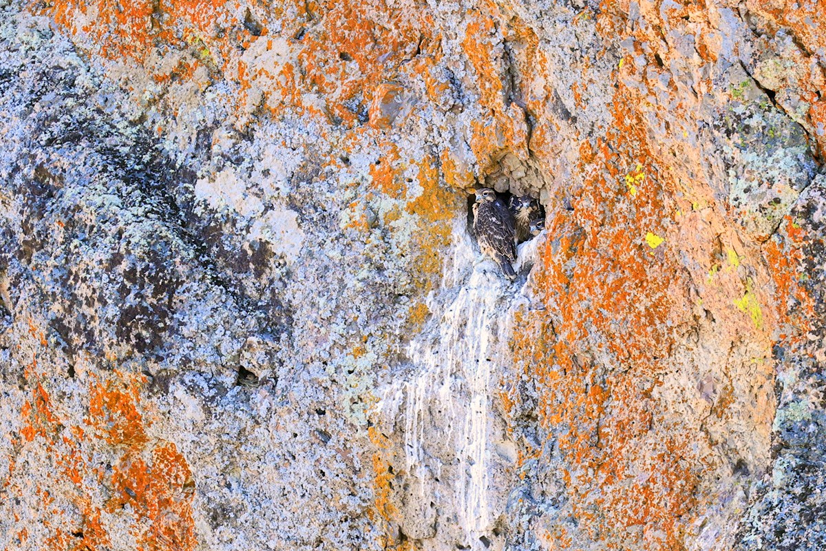 Falcon nestlings in a small rock cavity in a cliff face covered in splotches of orange and neon yellow lichens.