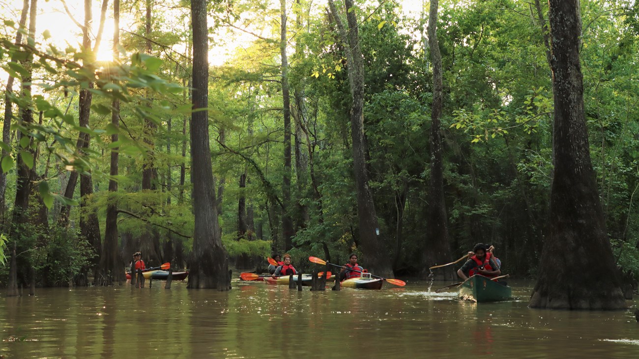 paddlers 6 people paddling in canoes and kayaks through a cypress-tupelo slough in the evening before the sun sets.