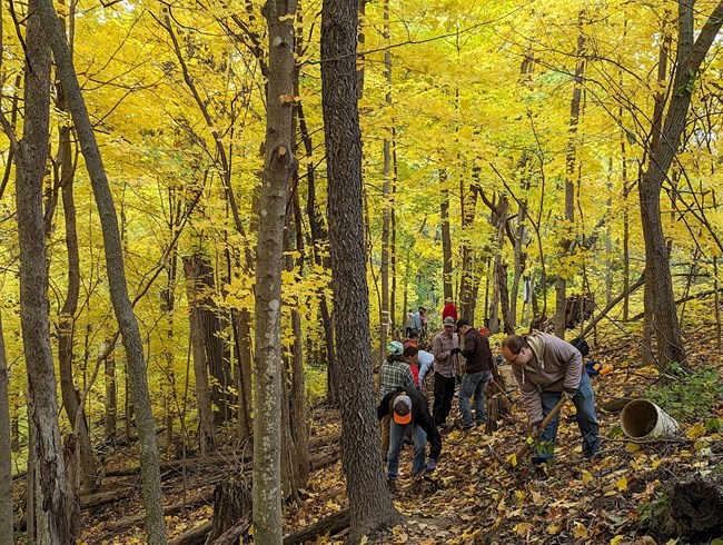 Volunteers work on building a trail section. A group of people use handtools to work the ground in a golden-leafed forest.