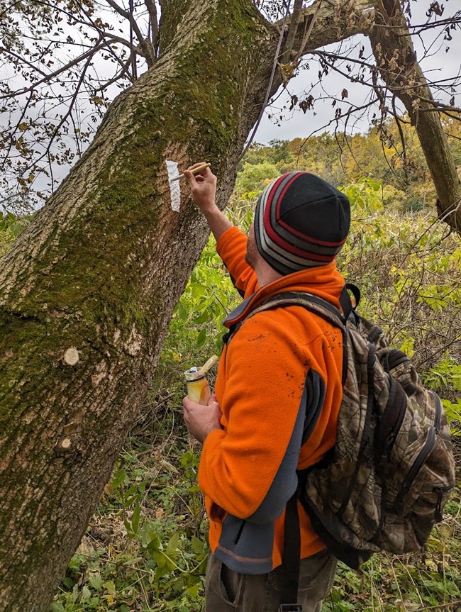 A trail volunteer paints a white blaze on a tree along the Ice Age Trail. A man wearing a backpack uses a paint brush to paint a white rectangular blaze on a tree.
