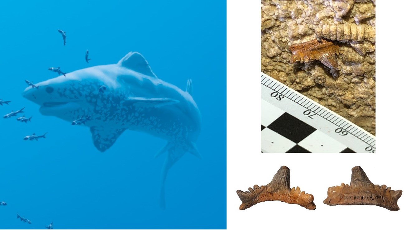 2023 NFD LOGO WRITEUP - FIGURE 5 three images: an ancient shark, a fossil tooth in rock, and the fossil tooth cleaned up for preservation.