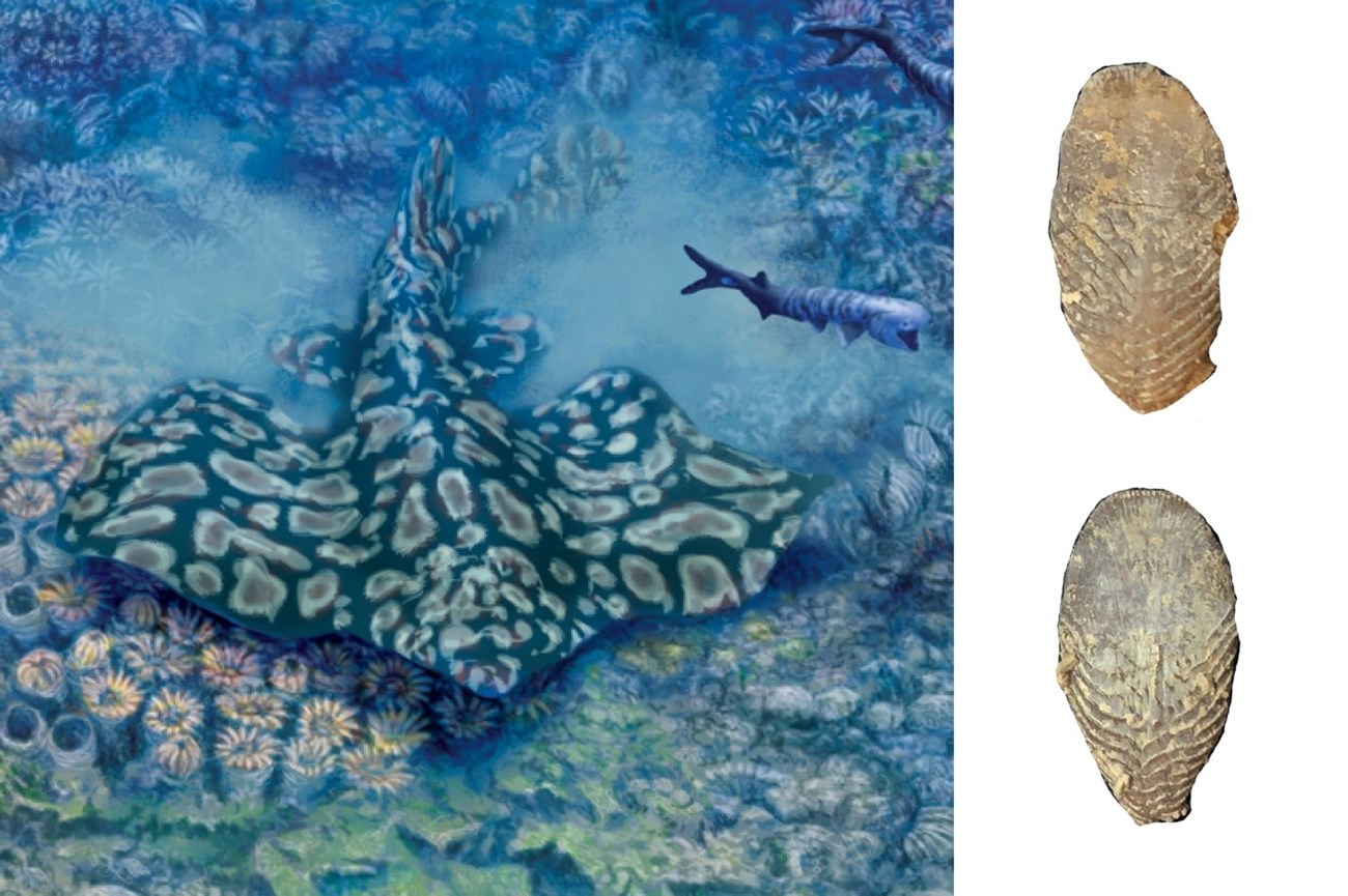 three images: a spotted shark with wide ray-like fins and two images of fossil teeth.