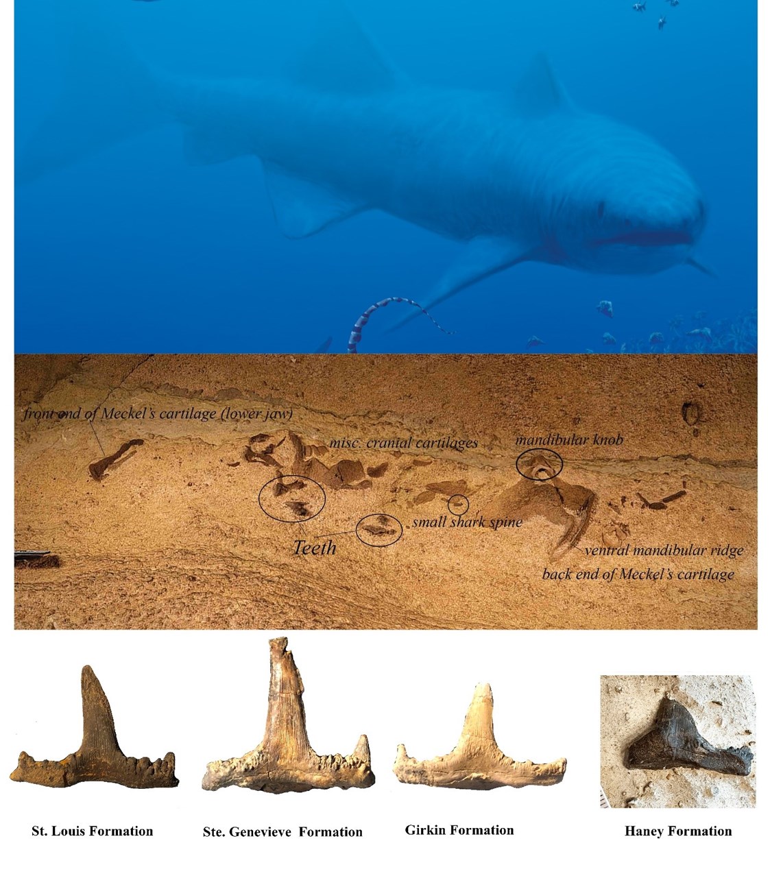 three images: artist's rendering of an ancient shark, several fossils in a cave wall. and four fossil teeth.