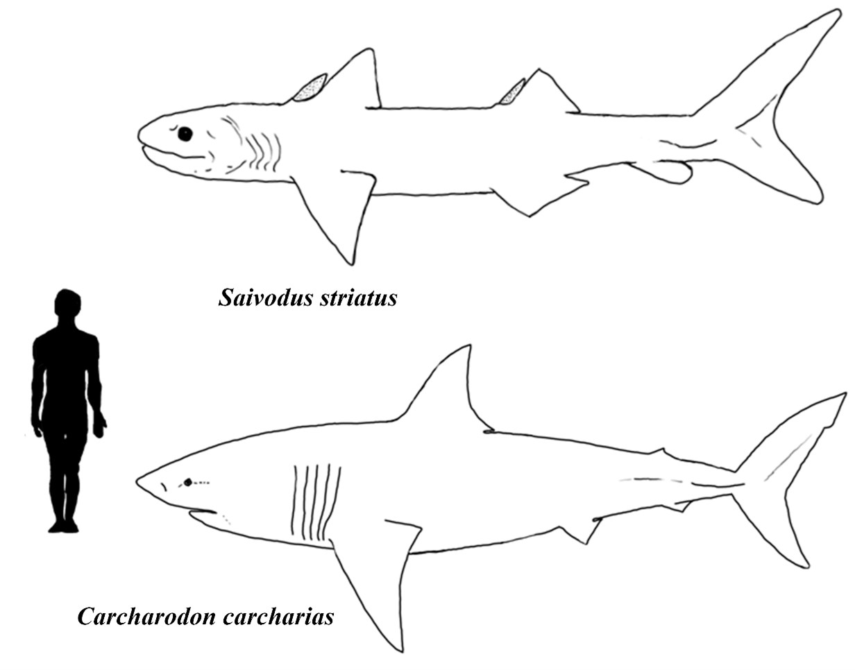 outline drawings comparing the size of an ancient shark with a modern great white shark and a human figure.