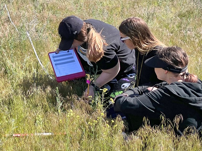 Students collecting data Three young women sit in the grass beside a transect measuring tape. One of them a pencil and a data sheet attached to a neon pink clipboard.