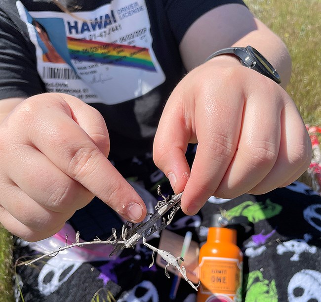 Student pointing out a gall Hands hold a gray, dried out Russian knapweed stem, and point out a section that is swollen.