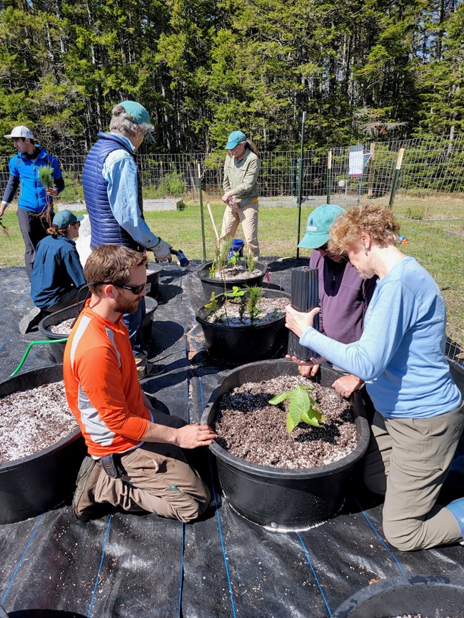 Researchers studying the effects of climate on northern trees. Researchers kneel and tend to a sapling planted in a pot.