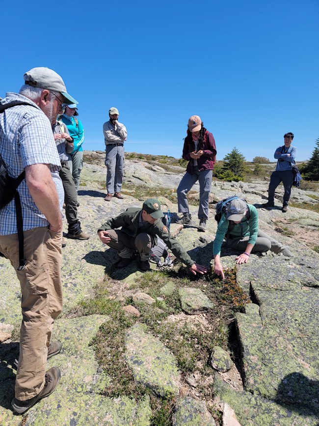 20230523_104613 A group of volunteers and rangers crouch by small plants growing on the granite surface.