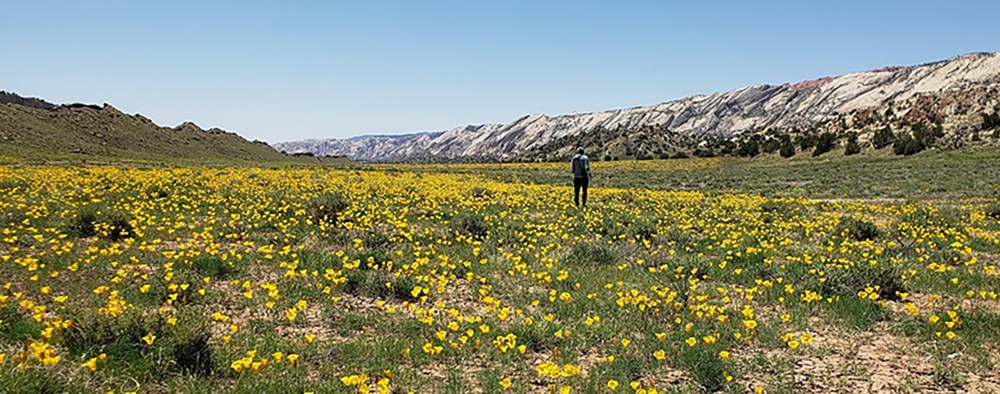 A man stands in a field of blooming yellow sega lilies.