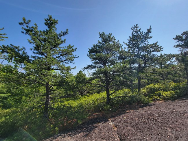 A researcher in a yellow safety vest stands next to an adult pitch pine tree.