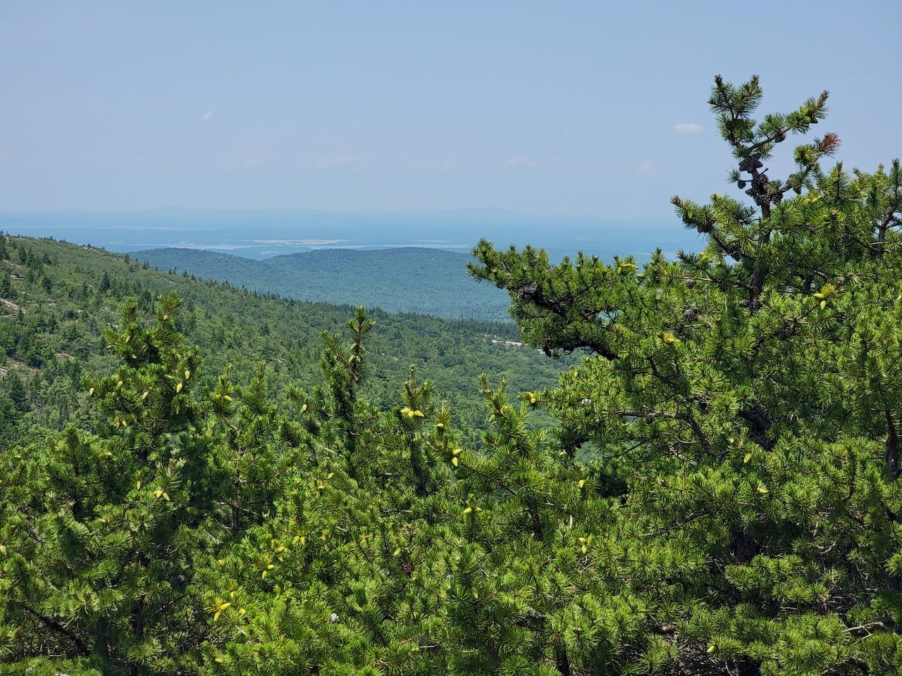 Pine forest sprawling in front of a view of mountains.