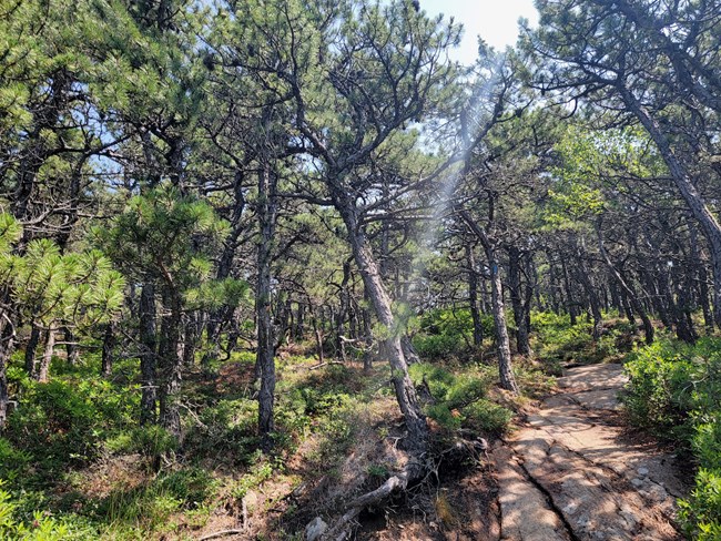 Below the canopy of a pitch pine forest.